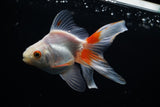 Ryukin Longtail Red Black 4 Inch (ID#507Ry7a-14) Free2Day SHIPPING