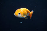 Baby Ranchu  Red White 2.5 Inch (ID#507R9c-24) Free2Day SHIPPING