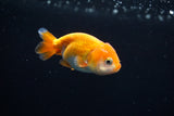 Baby Ranchu  Red White 2.5 Inch (ID#507R9c-24) Free2Day SHIPPING