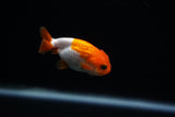 Baby Ranchu  Red White 2.5 Inch (ID#507R9c-26) Free2Day SHIPPING