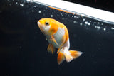 Baby Ranchu  Red White 2.5 Inch (ID#507R9c-33) Free2Day SHIPPING