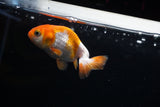 Baby Ranchu  Red White 2.5 Inch (ID#507R9c-33) Free2Day SHIPPING