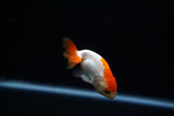 Baby Ranchu  Red White 3 Inch (ID#507R9c-36) Free2Day SHIPPING