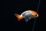 Baby Ranchu  Red White 3 Inch (ID#507R9c-36) Free2Day SHIPPING
