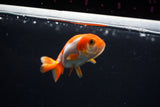 Baby Ranchu  Red White 2.5 Inch (ID#507R9c-37) Free2Day SHIPPING