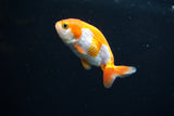 Baby Ranchu  Red White 2.5 Inch (ID#507R9c-37) Free2Day SHIPPING