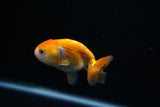 Baby Ranchu  Red White 3 Inch (ID#507R9c-38) Free2Day SHIPPING