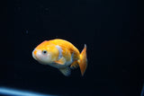 Baby Ranchu  Red White 3 Inch (ID#507R9c-38) Free2Day SHIPPING