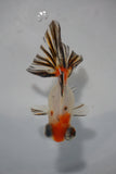 Juvenile Butterfly  Calico 3 Inch (ID#503B8c-18) Free2Day SHIPPING