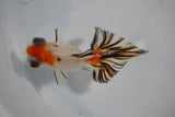 Juvenile Butterfly  Calico 3 Inch (ID#503B8c-18) Free2Day SHIPPING