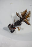 Juvenile Butterfly  Calico 3 Inch (ID#503B8c-19) Free2Day SHIPPING