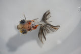 Juvenile Butterfly  Calico 3 Inch (ID#503B8c-21) Free2Day SHIPPING
