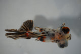 Juvenile Butterfly  Red White 3.5 Inch (ID#503B8c-22) Free2Day SHIPPING