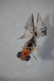 Juvenile Butterfly  Calico 3.5 Inch (ID#507B8c-19) Free2Day SHIPPING