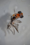 Juvenile Butterfly  Calico 3.5 Inch (ID#507B8c-19) Free2Day SHIPPING