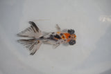 Juvenile Butterfly  Calico 3.5 Inch (ID#507B8c-20) Free2Day SHIPPING