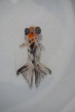 Juvenile Butterfly  Calico 3.5 Inch (ID#507B8c-20) Free2Day SHIPPING