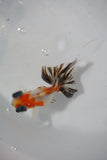 Juvenile Butterfly  Calico 3 Inch (ID#507B8c-23) Free2Day SHIPPING