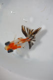 Juvenile Butterfly  Calico 3 Inch (ID#507B8c-23) Free2Day SHIPPING