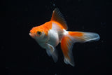 Ryukin Longtail Red White 4.5 Inch (ID#503Ry7a-13) Free2Day SHIPPING