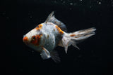Ryukin Longtail Calico 4.5 Inch (ID#507Ry7a-9) Free2Day SHIPPING