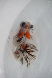 Juvenile Butterfly  Calico 3.5 Inch (ID#0213B8b-25) Free2Day SHIPPING