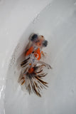 Juvenile Butterfly  Calico 3.5 Inch (ID#0213B8b-25) Free2Day SHIPPING