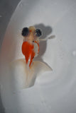 Juvenile Butterfly  Red White 3.5 Inch (ID#0213B8b-19) Free2Day SHIPPING