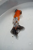 Juvenile Butterfly  Calico 4 Inch (ID#0213B8b-23) Free2Day SHIPPING