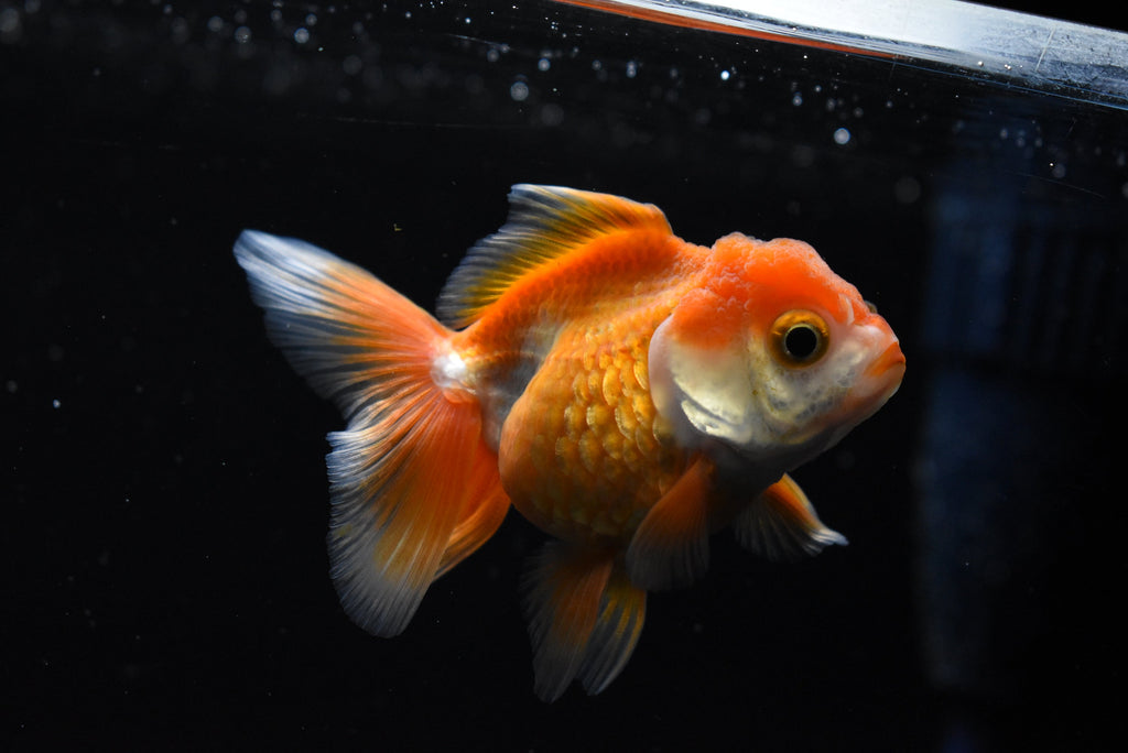 Thai Oranda Red/Red White 4-4.5 Inch (Assorted) Free2Day SHIPPING