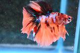 Nemo Galaxy  Koi Halfmoon Male Betta (ID#606-M12) Free2Day SHIPPING