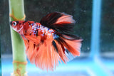 Nemo Galaxy  Koi Halfmoon Male Betta (ID#606-M12) Free2Day SHIPPING