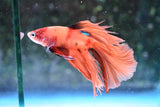 Nemo Galaxy  Koi Halfmoon Male Betta (ID#606-M41) Free2Day SHIPPING