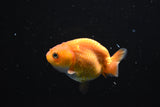 Baby Ranchu  Red White 2.5 Inch (ID#1103R9c-60) Free2Day SHIPPING