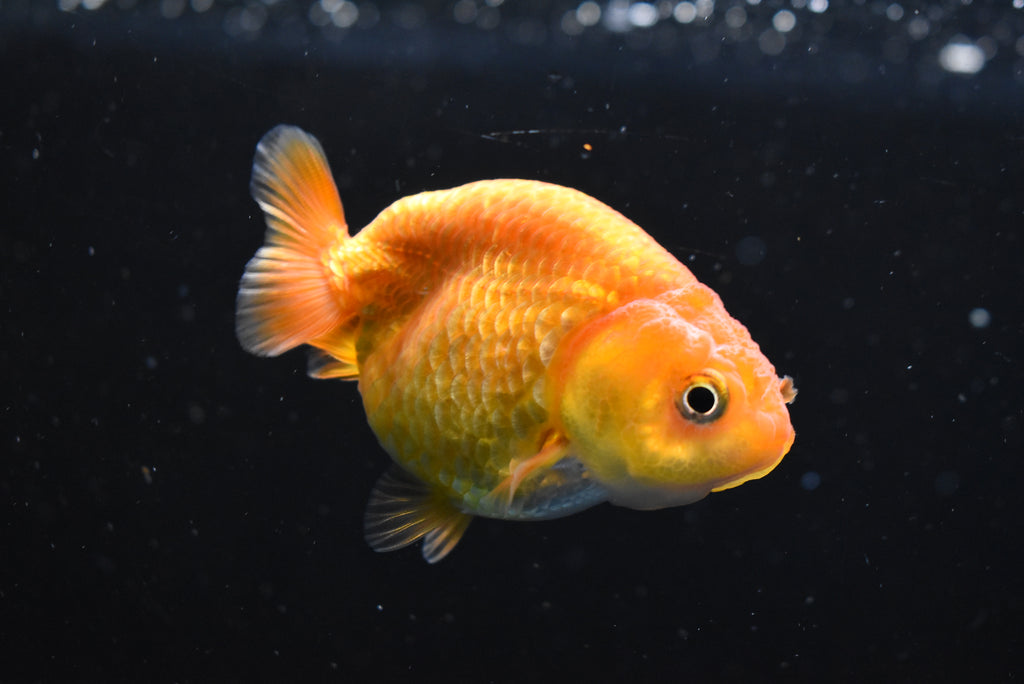 Baby Ranchu  Red White 2.5 Inch (ID#1103R9c-60) Free2Day SHIPPING
