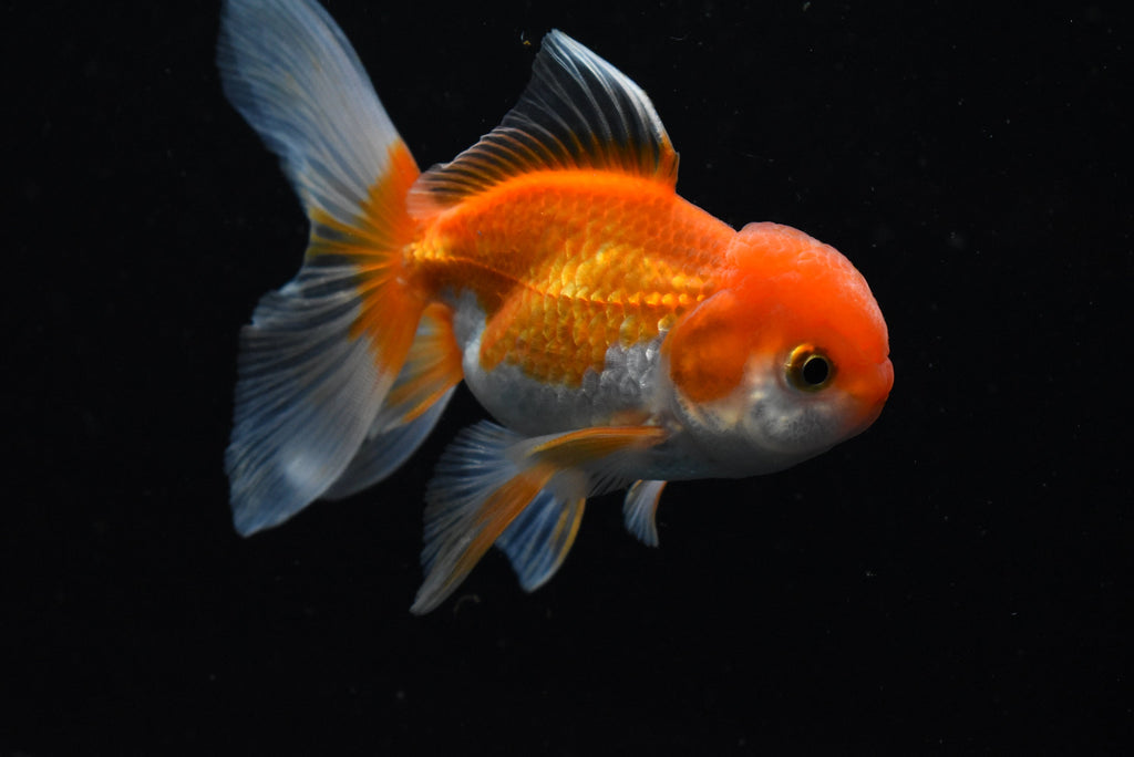 Thai Oranda Red/Red White 4-4.5 Inch (Assorted) Free2Day SHIPPING
