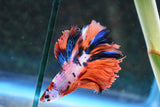 Nemo Koi Galaxy  Halfmoon Male Betta (ID#505-M70) Free2Day SHIPPING