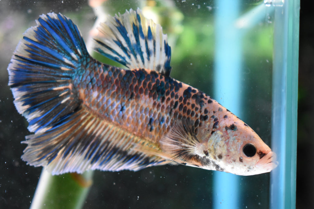 Giant White Blue   Plakat Male Betta (ID#505-M92) Free2Day SHIPPING