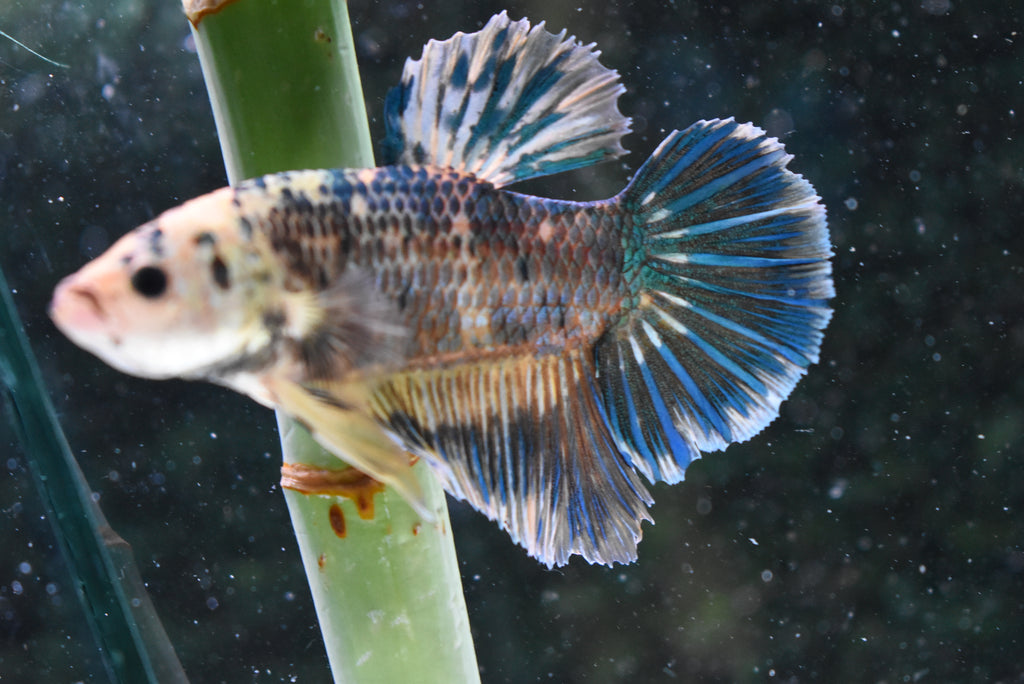 Giant White Blue   Plakat Male Betta (ID#505-M92) Free2Day SHIPPING