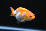 Juvenile Ranchu Red/Red White  3-3.5 Inch (Assorted) (Tank8c) Free2Day SHIPPING
