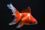 Ryukin Red/Red White 5-5.5 Inch (Assorted) Free2Day SHIPPING