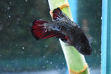 Red Copper   Plakat Male Betta (ID#505-M100) Free2Day SHIPPING