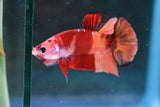 Nemo Koi Galaxy  Plakat Male Betta (ID#505-M80) Free2Day SHIPPING