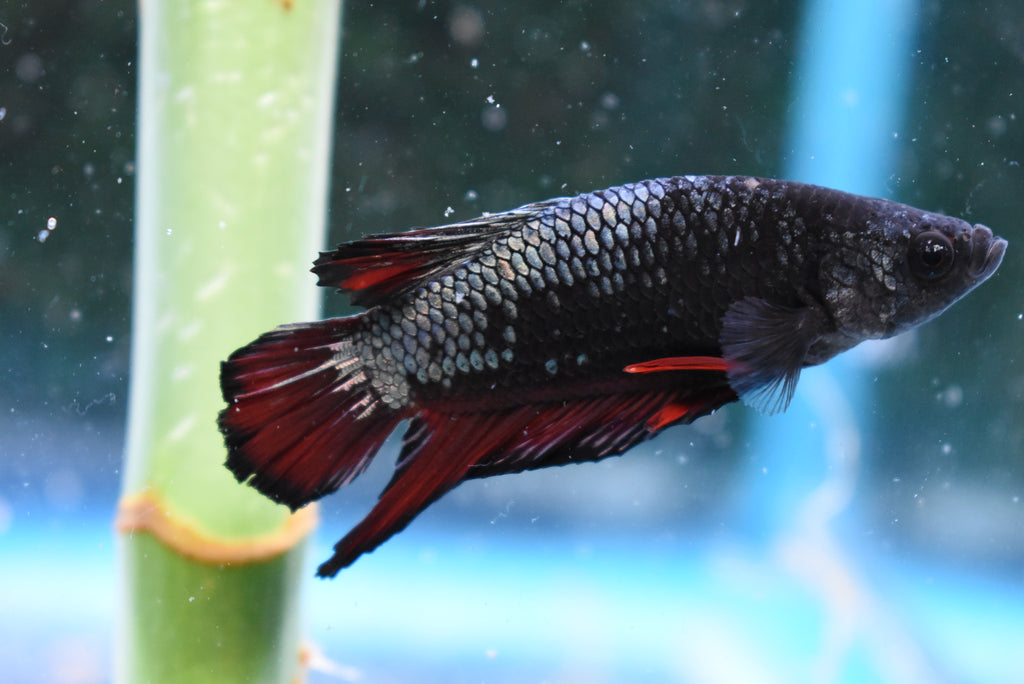 Red Copper   Plakat Male Betta (ID#505-M100) Free2Day SHIPPING
