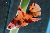 Nemo Galaxy  Koi Plakat Male Betta (ID#606-M28) Free2Day SHIPPING