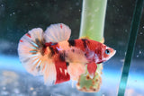 Nemo Koi Galaxy  Plakat Male Betta (ID#505-M113) Free2Day SHIPPING