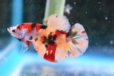 Nemo Koi Galaxy  Plakat Male Betta (ID#505-M113) Free2Day SHIPPING