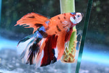 Nemo Koi Galaxy  Halfmoon Male Betta (ID#505-M127) Free2Day SHIPPING