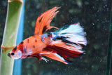 Nemo Koi Galaxy  Halfmoon Male Betta (ID#505-M127) Free2Day SHIPPING