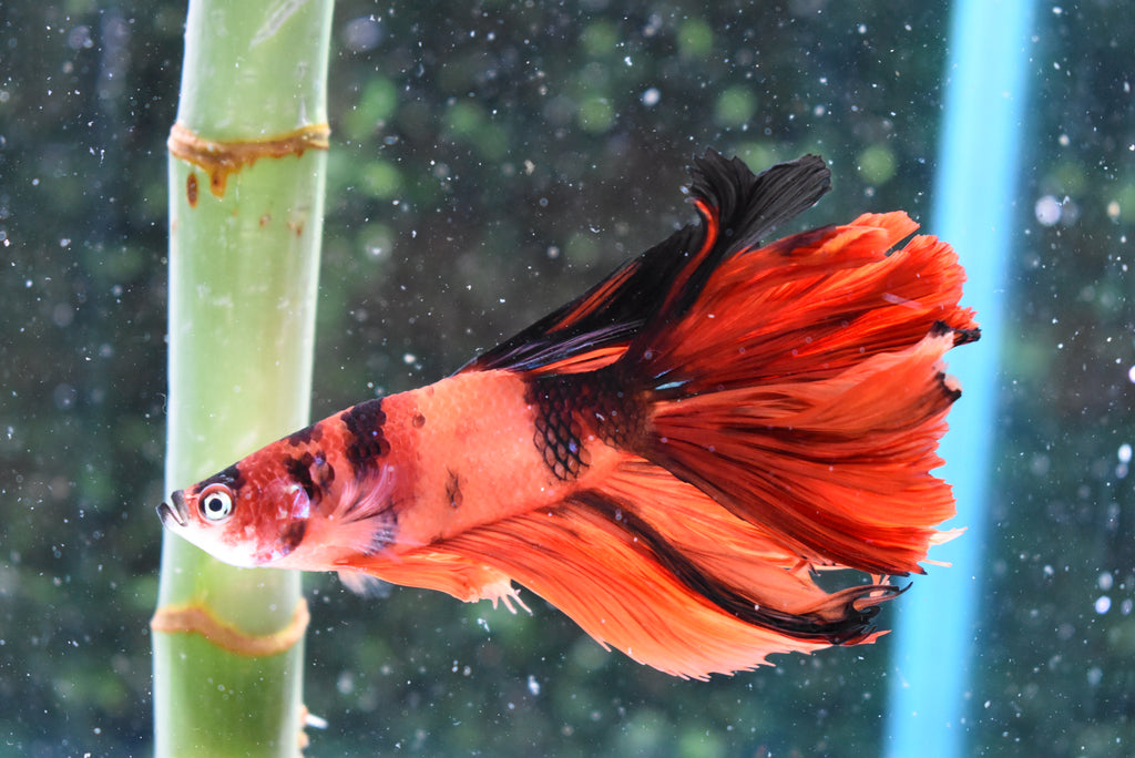 Nemo Koi Galaxy  Halfmoon Male Betta (ID#505-M128) Free2Day SHIPPING